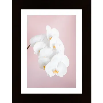 Orchid 2 Poster - Upplev Naturens Skönhet i Ditt Hem