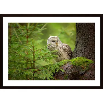 Ural Owl Poster: Fågeln Som Sover På Dagen