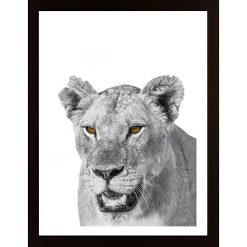 En majestätisk hyllning: Afrikansk Lejon Poster