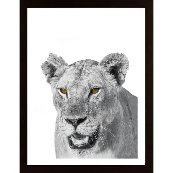 African Lion Poster
