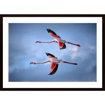 Greater Flamingos Poster: A Picture Worth a Thousand Words
