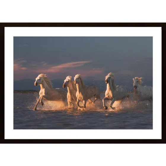 Camargue Horses On Sunset Poster