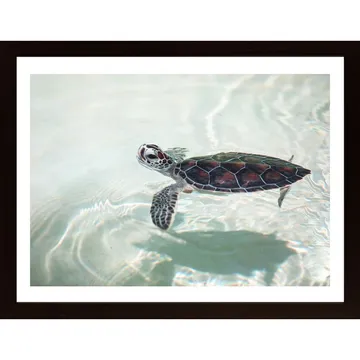 Turtle In Water Poster - Tavla med fantastisk naturfoto