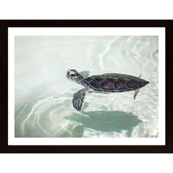 Turtle In Water Poster