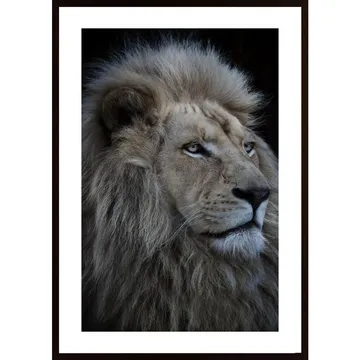 Proud Lion Poster: Ett Stycke Kraft och Grace