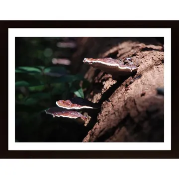 Mushroom On Log Poster: Skogens färgfantasi i en vacker poster