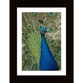 Peacock Portrait Poster