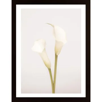 White Calla Lily No 1 Poster: En Klassisk Skönhet med Förändrad Kvalitet