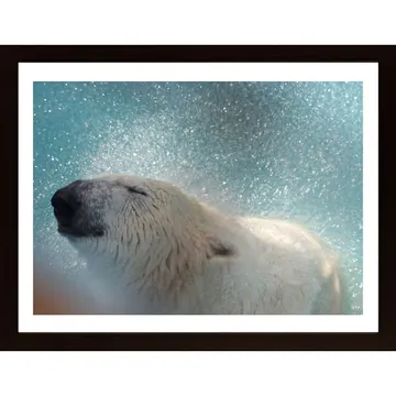 Polar Bear Shakes Off Water-postern: imponerande fotografisk konst