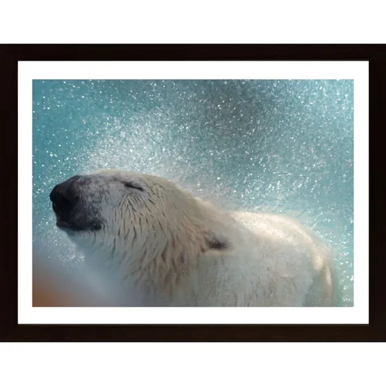 Polar Bear Shakes Off Water Poster