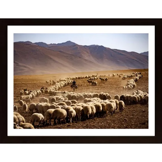 Desert Sheep Poster