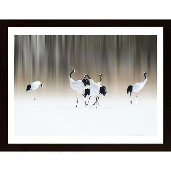 Red-Crested White Cranes Poster