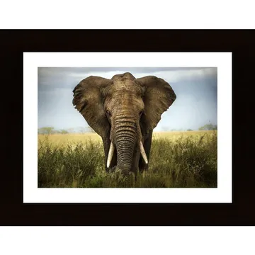 Encounters In Serengeti Poster - En Fotografi som Förmedlar Afrikas Skönhet