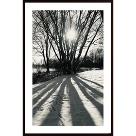 Trees In The Winter Poster