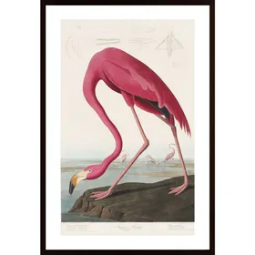 Pink Flamingo Poster