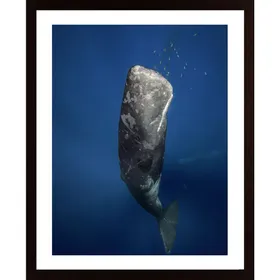 Candle Sperm Whale Poster