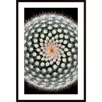 Notocactus Scopa Poster: En Blomstrande Konst