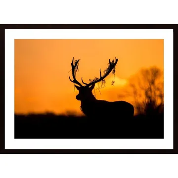 Red Deer Stag Silhouette Poster | F&ouml;rsk&ouml;na ditt hem med elegans