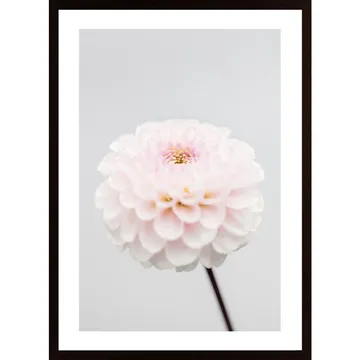 Pink Flower No3 Poster: En Redaktionell Recension