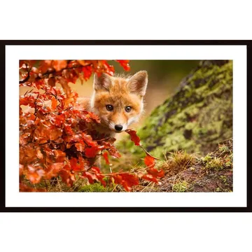 Fox Poster: En Visuell Skatt för Naturälskare