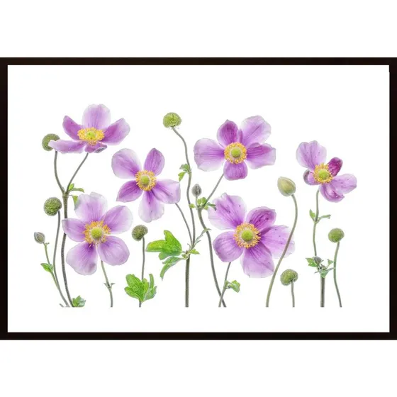 Anemone Japonica Poster