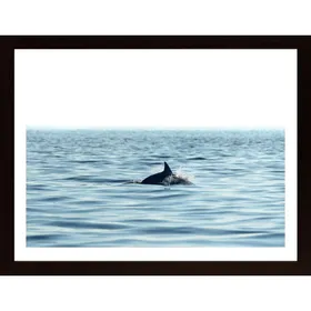 Swimming Dolphin In The Sea Poster