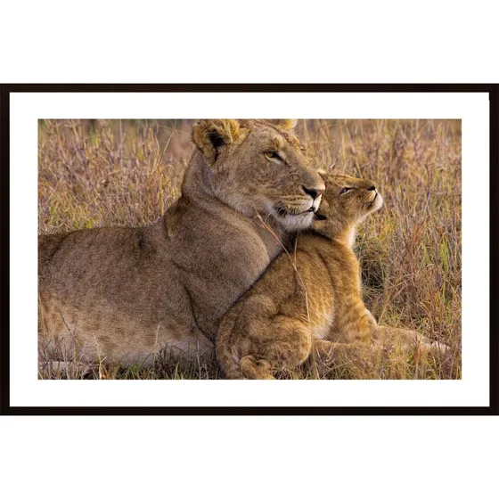 Baby Lion With Mother Poster