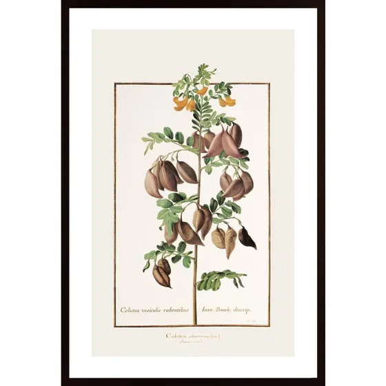 Colutea Arborescens Poster