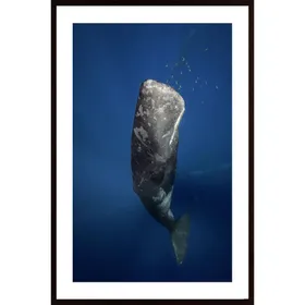Candle Sperm Whale Poster