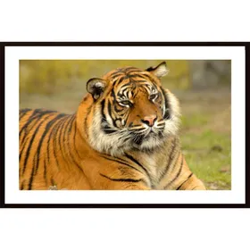 Bengal Tigers Poster