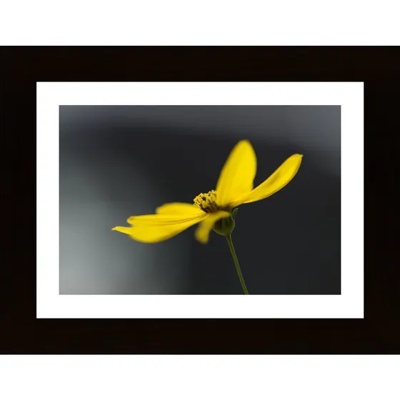 Flower In Yellow Poster