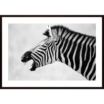 Zebra som gäspar, en elegant poster i svartvitt