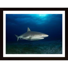 Caribbean Reef Shark Poster