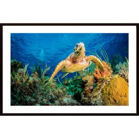 Hawksbill Turtle Swimming Through Caribbean Reef Poster