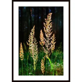 Blooming Grass Poster