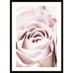 Pink Rose No 06 Poster