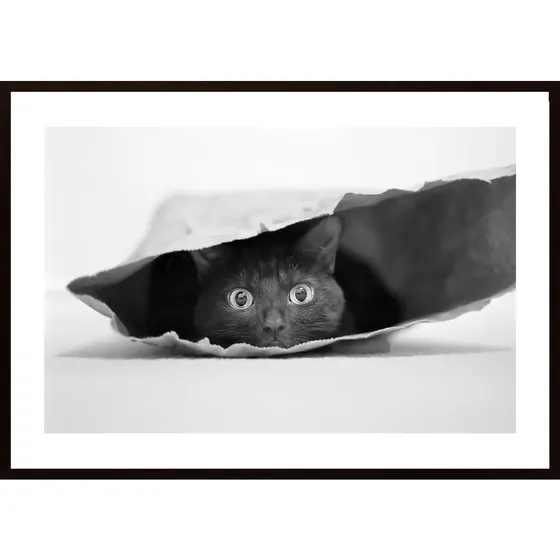 Cat In A Bag Poster
