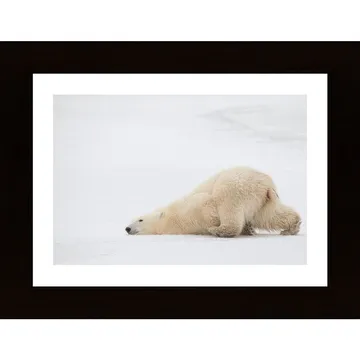 Sliding Bear Poster: En Ojämotståndlig Naturupplevelse