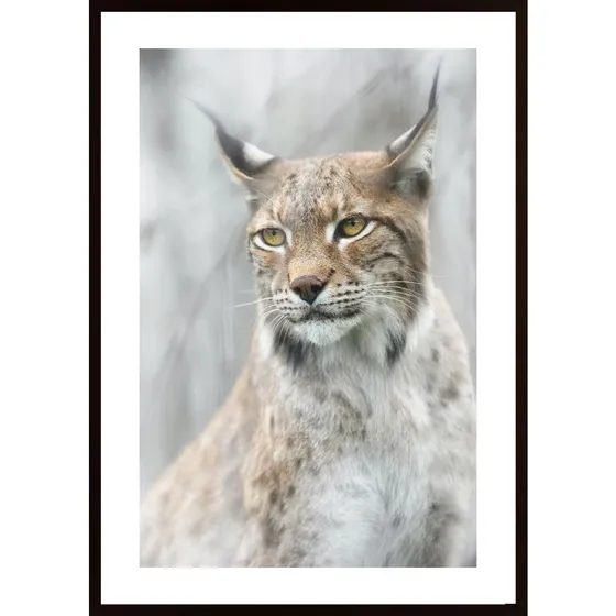Lynx Portrait In The Fog Poster