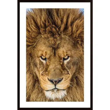 Serious Lion Poster: Vildsint Konst för Väggarna