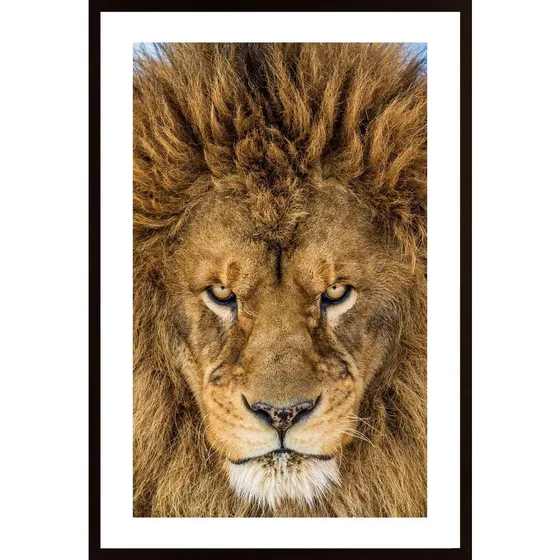 Serious Lion Poster