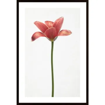 Long Stemmed Tulip Poster: Elevate Your Space with Graceful Blooms