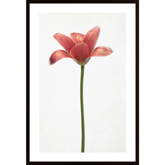Long Stemmed Tulip Poster