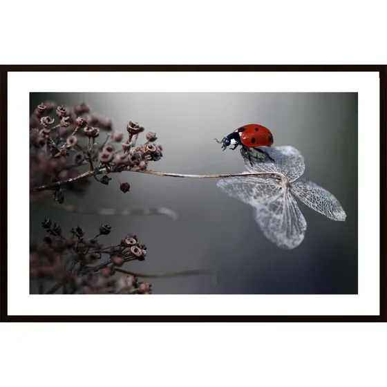 Ladybird On Hydrangea Poster