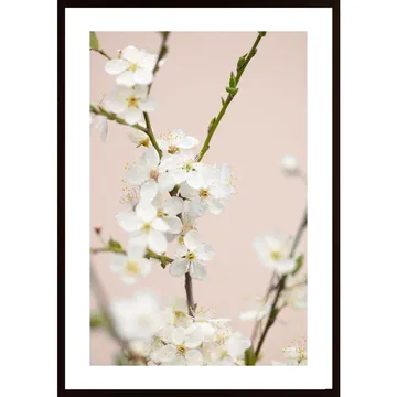 Cherry Tree Flowers Poster - En konstnärlig tavla för ditt hem