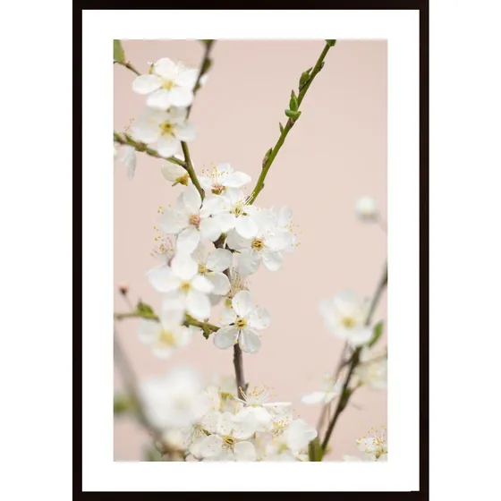 Cherry Tree Flowers Poster