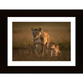 Mom Lioness With Cub Poster