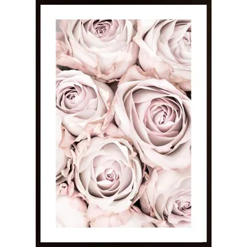 Åldersbeständig Poster Pink Roses No 01