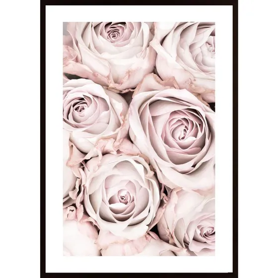 Pink Roses No 01 Poster