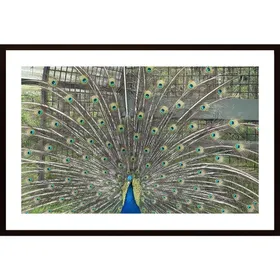 Peacocks Poster